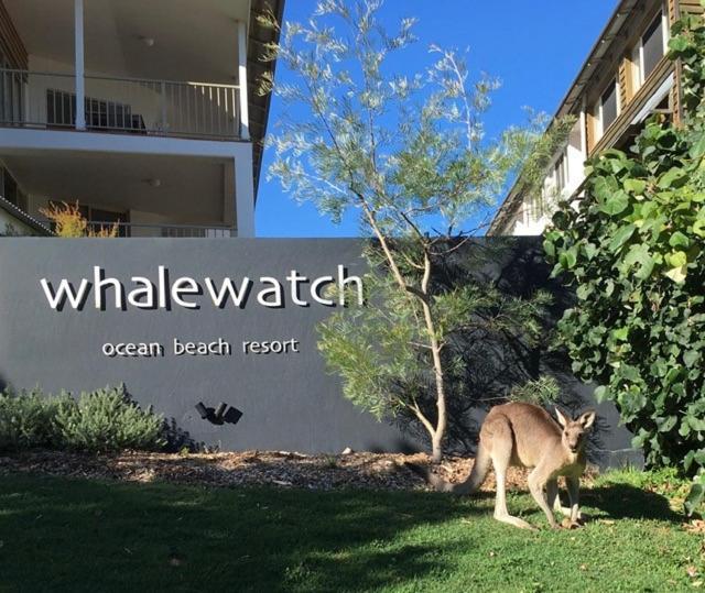 Whale Watch Ocean Beach Resort Point Lookout Bagian luar foto